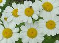 2013-0704-1500_Feverfew_22,8C